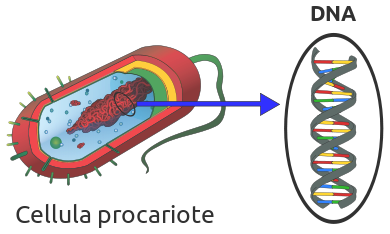 cellula